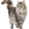 Mačke