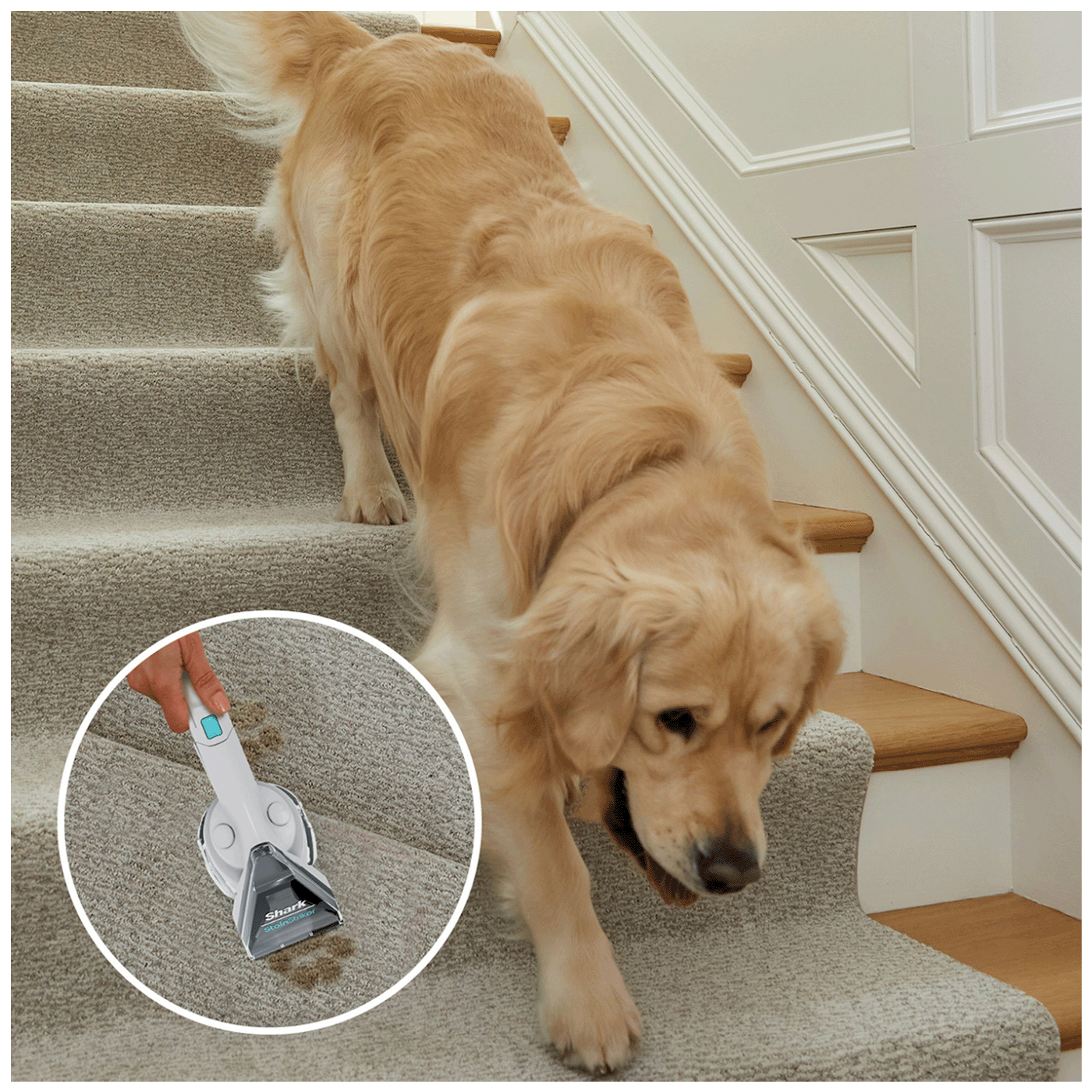 Shark Aparat za uklanjanje mrlja,  StainStriker Pet Stain Cleaner - PX200EUT