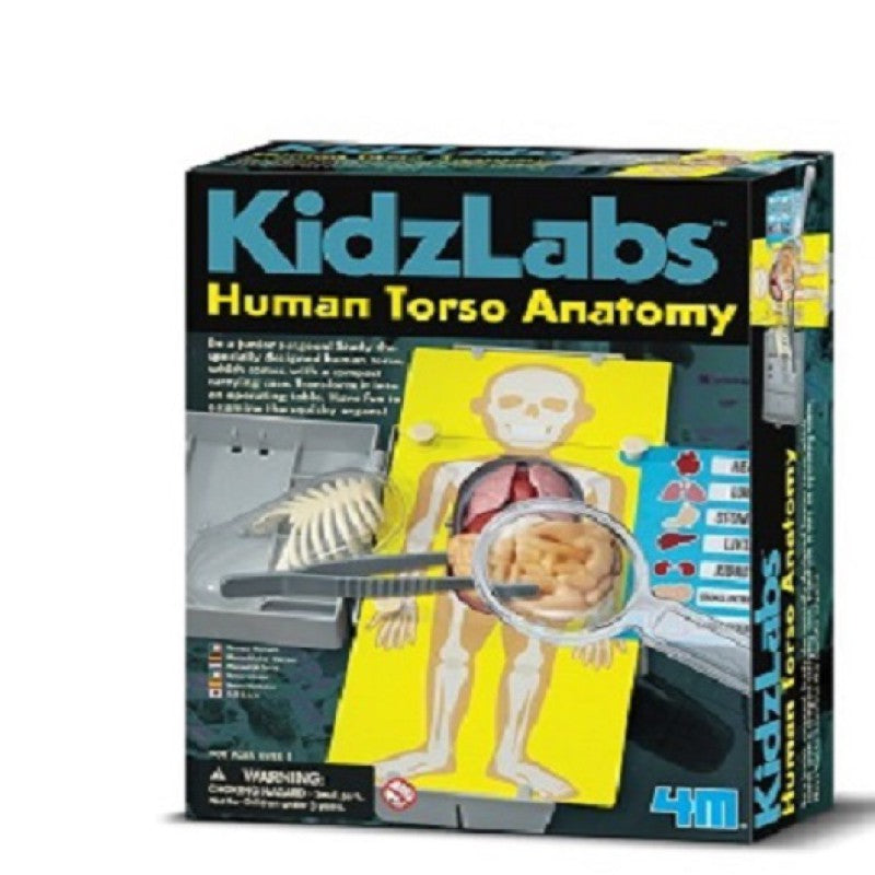 4M Upoznaj Ljudske Organe Torso Anat. 00-03373